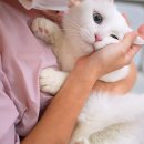 제선현 고양이 미용실 이미지