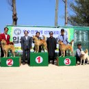 달구벌진도 이미지