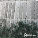 꽃숲