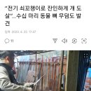 “전기 쇠꼬챙이로 잔인하게 개 도살”…수십 마리 동물 뼈 무덤도 발견 이미지