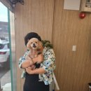 맘스펫살롱 강아지미용 애견샵 이미지