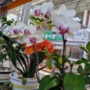 소백쇼핑몰 이미지