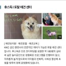 후스독 이미지