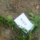 하나조경 이미지