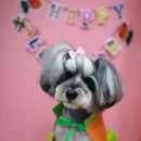 견사무소 호텔 유치원 이미지