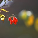 자유하는 이미지