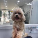 댕스타일 | 대전애견미용 가위컷전문 말티푸 스포팅 알머리컷 댕스타일