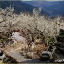 순천향매실마을 이미지