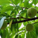 이혁농장 이미지