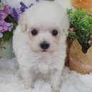 우아펫 대전점 이미지