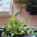 삽다리농원 이미지