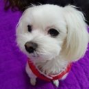 라임고양이 이미지