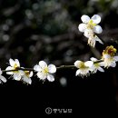 매화로 이미지