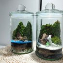 (원데이) 나만의 작은 숲, 테라리움 이미지