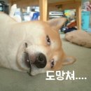 삼시세끼밥상 네이버블로그