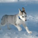 하트강아지 이미지