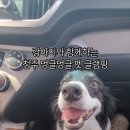 멍글멍글펫글램핑 이미지