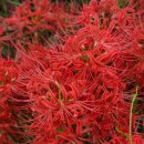 담양라라345 이미지