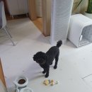 청한세탁소 | 검은 꽃돼지 견생일기 23년 3월 셋째주