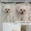 네일오숑