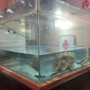 구이 찜 가자 이미지