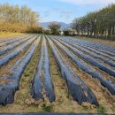 감자서리 이미지