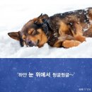몽몽이 이미지