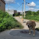 금동이네 이미지