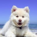 대신동물병원 이미지