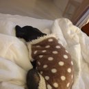 조양래 동물병원 미용실 이미지