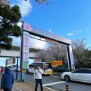대저생태공원 캠핑장 | 부산 강서구 대저생태공원 l 유채꽃 &amp; 벚꽃 축제 다녀온 후기. 4월 가볼만한곳