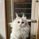 꼬맹이그루밍 이미지