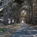 Cypress Tree Tunnel in Point Reyes, Ca 이미지