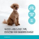 드봉펫살롱 이미지