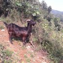 문안산 흑염소 이미지