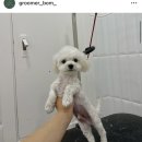 무거동 강아지 미용실 이미지