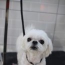 견사무소 호텔 유치원 네이버블로그