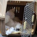 멍문대 애견유치원 이미지