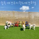 럽독 이미지