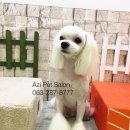 금동살롱 이미지