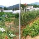 참인-코리아 이미지