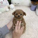 앙쥬펫 강아지분양 은평구점 이미지