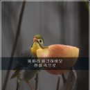 파파하비