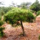 산속의정원 이미지