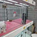 댕댕프렌즈 이미지