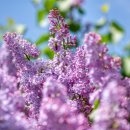 자연의선물 이미지