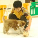 멍멍펀치 이미지