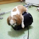 화니 이미지