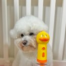 [누몽스] 강아지 샴푸거품기 추천 &#39;오리 자동거품기&#39; 목욕용품 필수템