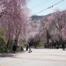 봉산 벚꽃길 네이버블로그